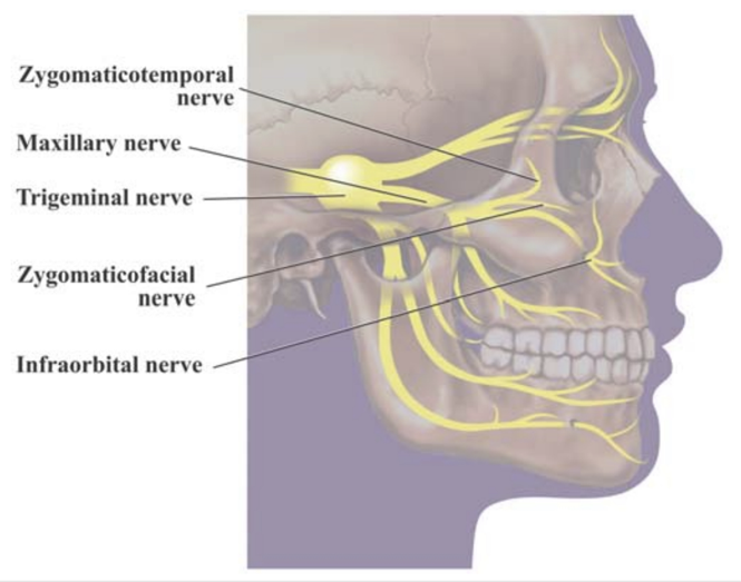 Trigeminal branches